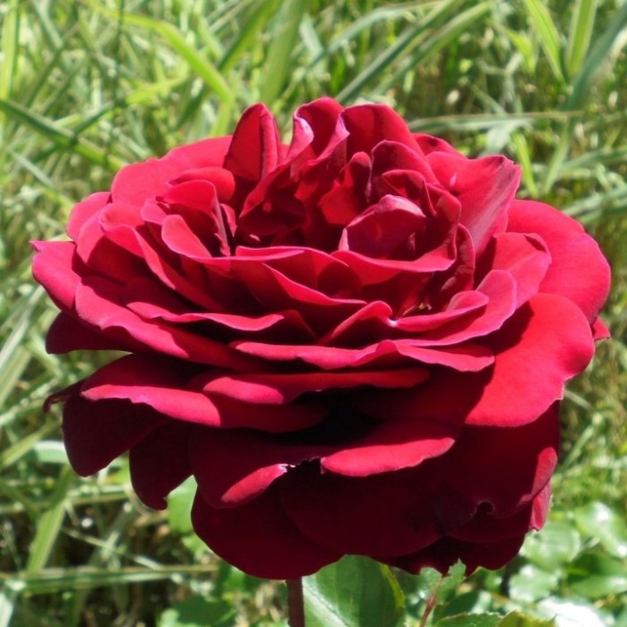 róża-burgundy-rosa-p14-8.jpg