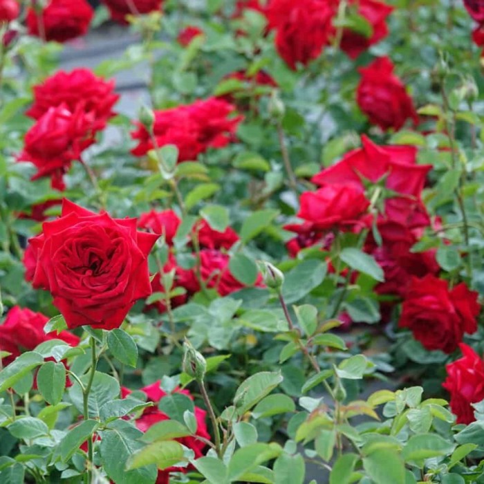 róża-burgundy-rosa-p14-7.jpg