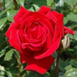 róża-burgundy-rosa-p14-6.jpg