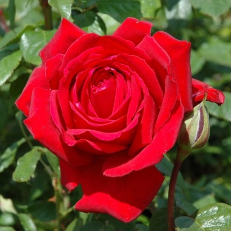 róża-burgundy-rosa-p14-6.jpg