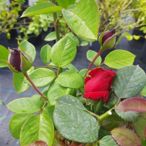 róża-burgundy-rosa-p14-4.jpg