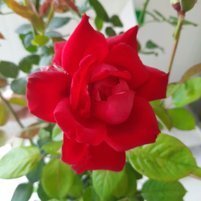 róża-burgundy-rosa-p14-5.jpg