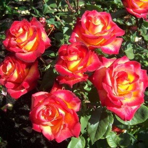 róża-rumba-rosa-p14-2.jpg