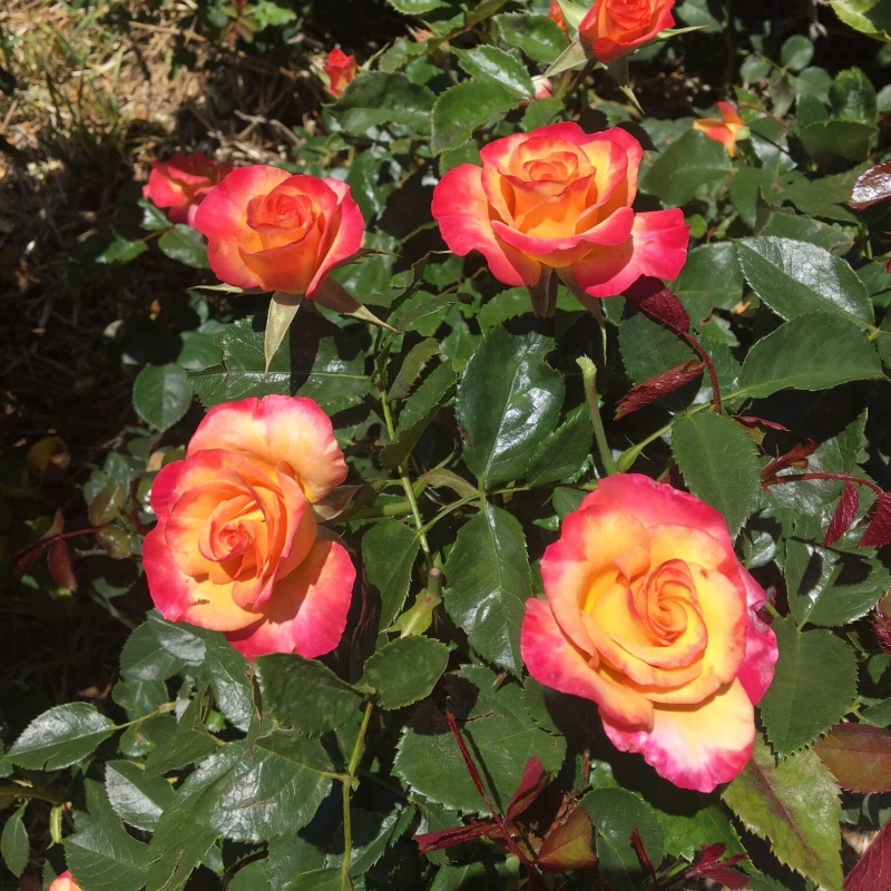 róża-rumba-rosa-p14-1.jpg