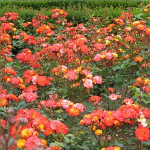 róża-rumba-rosa-p14-4.jpg