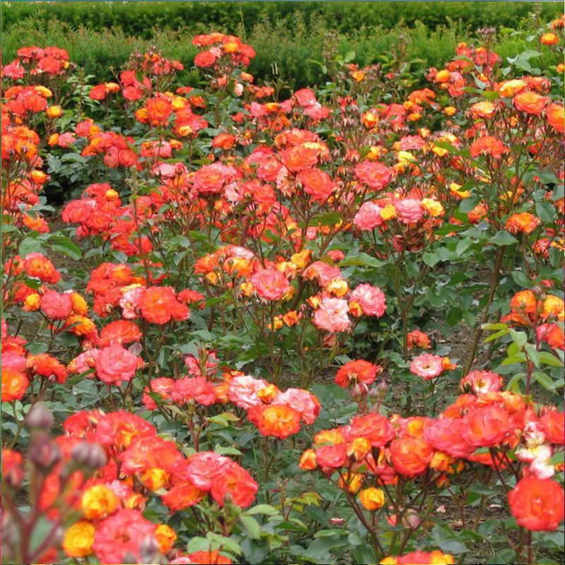 róża-rumba-rosa-p14-4.jpg