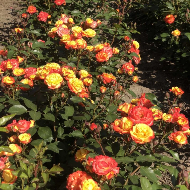 róża-rumba-rosa-p14-3.jpg