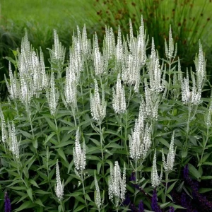 przetacznik-biały-veronica-spicata-4.jpg