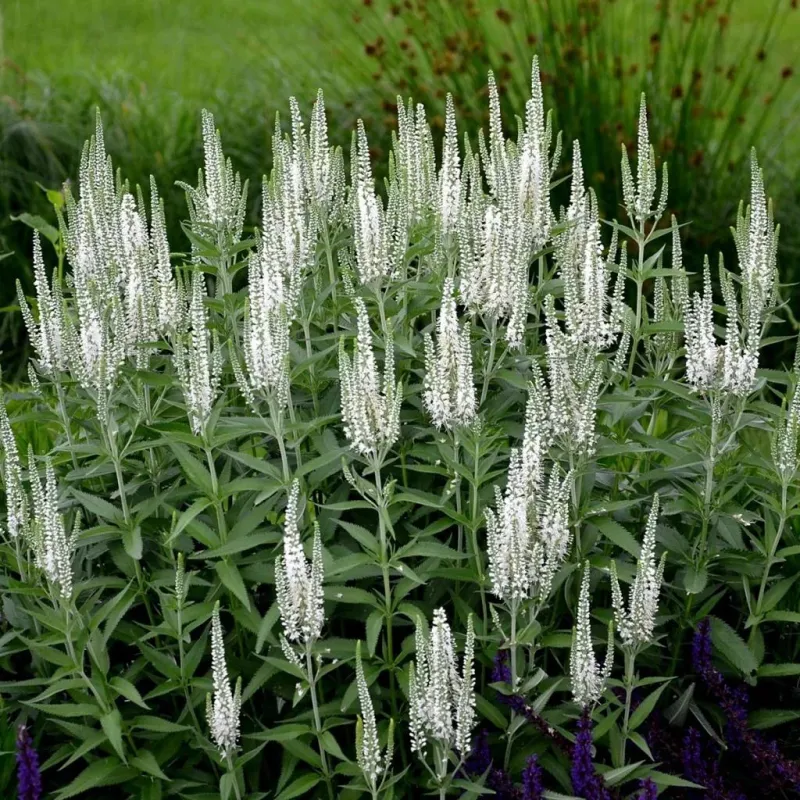 przetacznik-biały-veronica-spicata-4.jpg