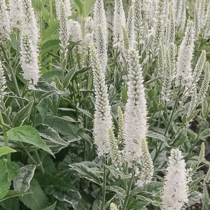 przetacznik-biały-veronica-spicata-2.jpg
