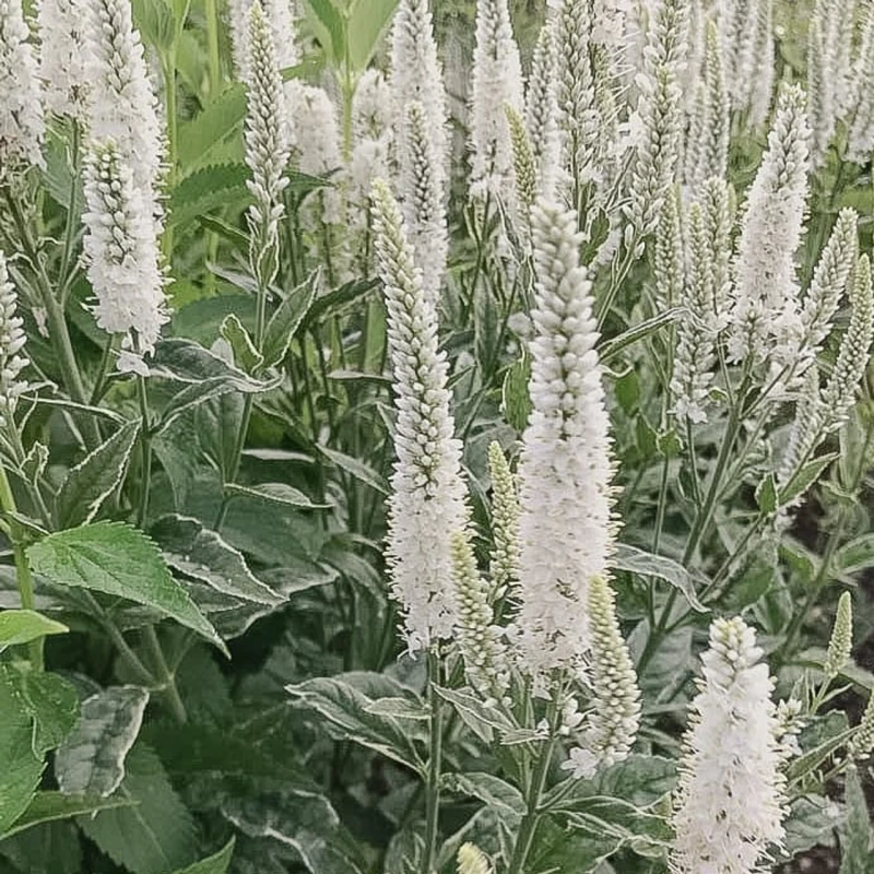 przetacznik-biały-veronica-spicata-2.jpg