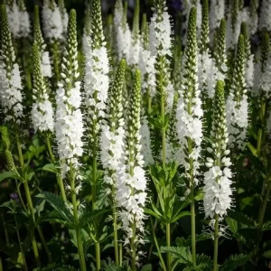 przetacznik-biały-veronica-spicata-1.jpg