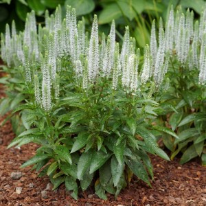 przetacznik-biały-veronica-spicata-3.jpg