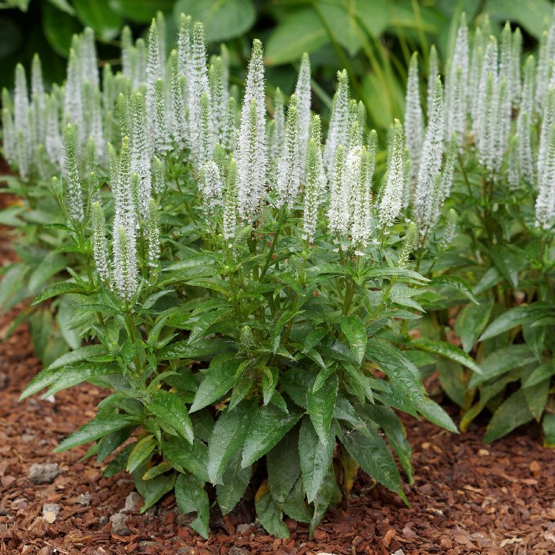przetacznik-biały-veronica-spicata-3.jpg