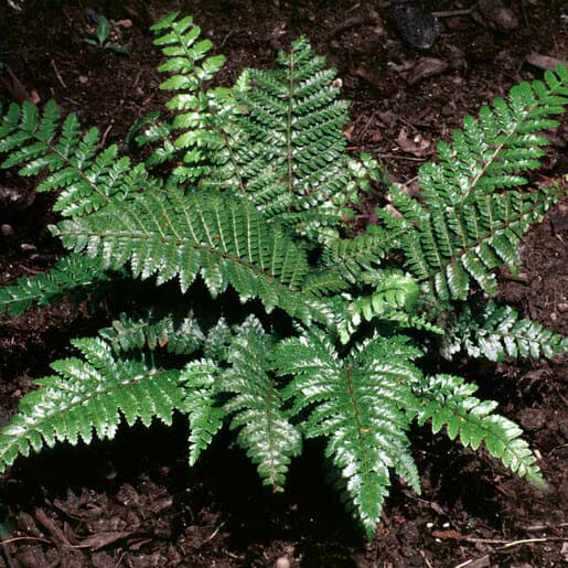 paprotnik-lśniący-Polystichum polyblepharum-3 (1).jpg