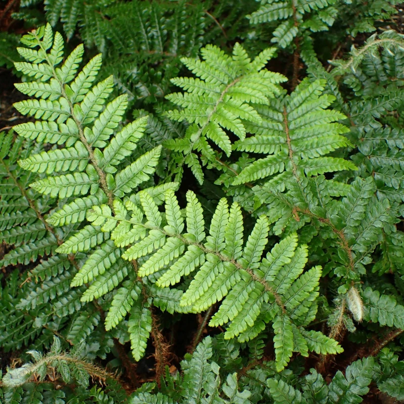paprotnik-lśniący-Polystichum polyblepharum-4.jpg