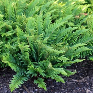 paprotnik-lśniący-Polystichum polyblepharum-2.jpg