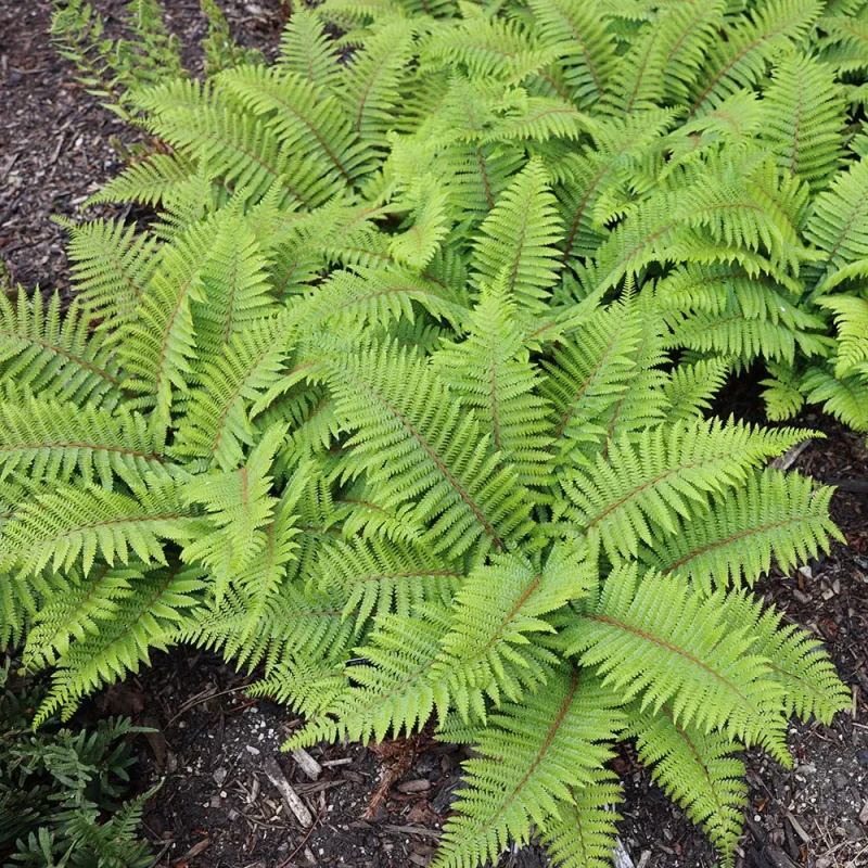paprotnik-lśniący-Polystichum polyblepharum-1.jpg