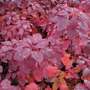 Perukowiec-Podolski-Foliis-Purpureis-1.jpg