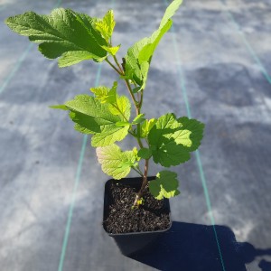 pęcherznica-physocarpus-opolifolius-luteus-2.jpg