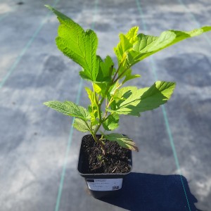 pęcherznica-physocarpus-opolifolius-luteus-1.jpg