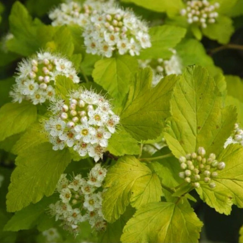 pęcherznica-physocarpus-opulifolius-luteus-4.jpg
