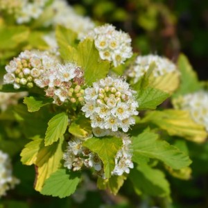 pęcherznica-physocarpus-opulifolius-luteus-2.jpg