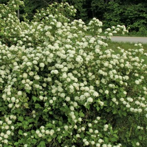pęcherznica-physocarpus-opulifolius-luteus-1.jpg