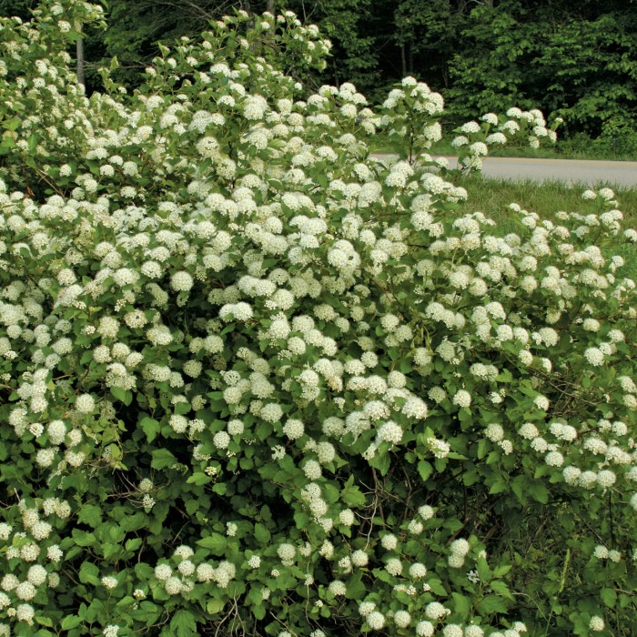 pęcherznica-physocarpus-opulifolius-luteus-1.jpg