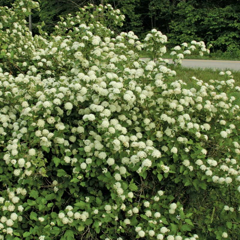 pęcherznica-physocarpus-opulifolius-luteus-1.jpg