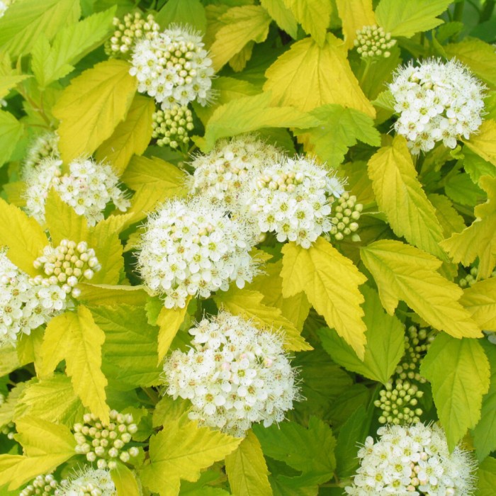 pęcherznica-physocarpus-opulifolius-luteus-3.jpg