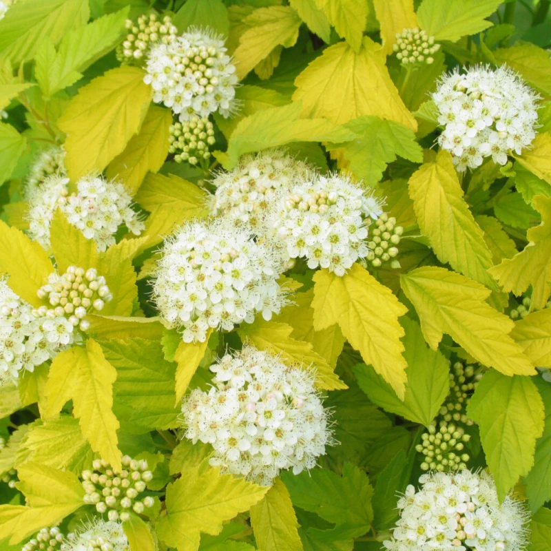 pęcherznica-physocarpus-opulifolius-luteus-3.jpg