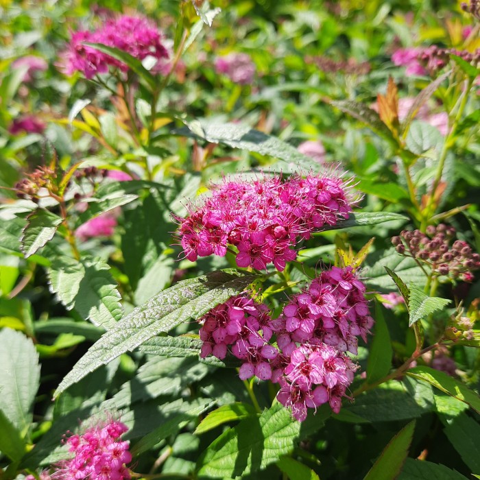 tawuła-spiraea-japonica-darts-red-6.jpg