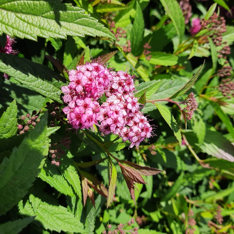 tawuła-spiraea-japonica-darts-red-5.jpg