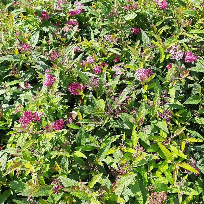 tawuła-spiraea-japonica-darts-red-3.jpg