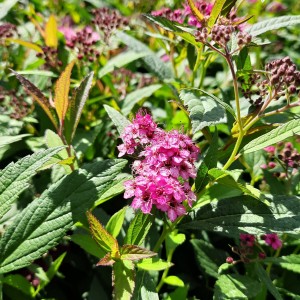 tawuła-spiraea-japonica-darts-red-1.jpg