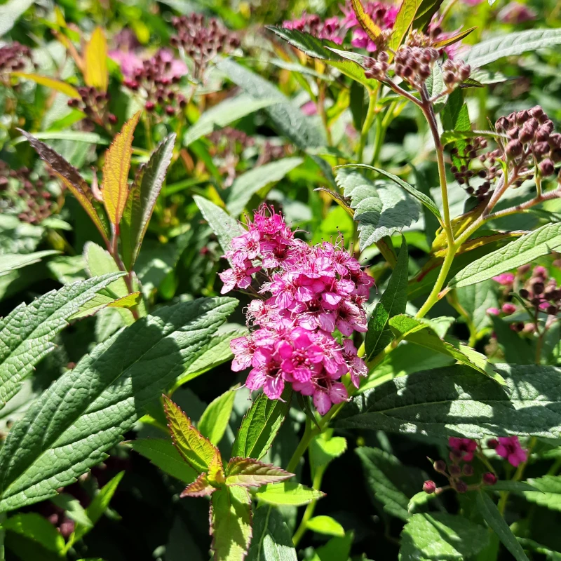 tawuła-spiraea-japonica-darts-red-1.jpg