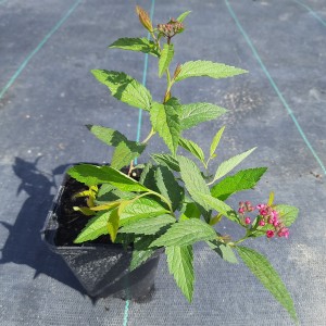tawuła-spiraea-japonica-darts-red-7.jpg