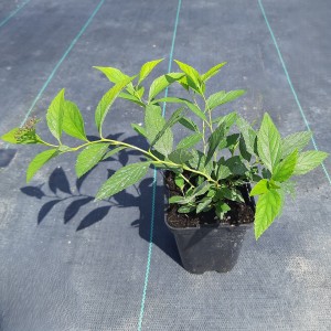 TAWUŁA-SPIRAEA-GENPEI-12.jpg