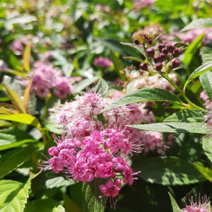 tawuła-spiraea-japonica-genpei-shirobana-6.jpg