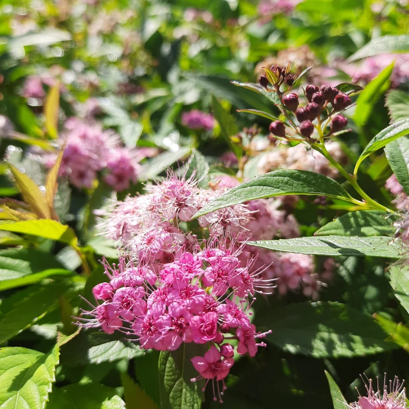 tawuła-spiraea-japonica-genpei-shirobana-6.jpg