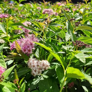 tawuła-spiraea-japonica-genpei-shirobana-5.jpg