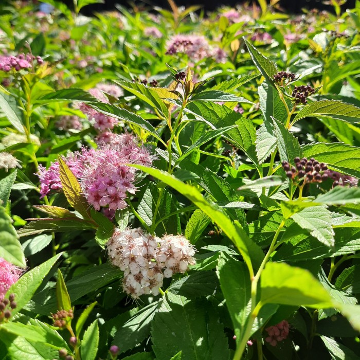 tawuła-spiraea-japonica-genpei-shirobana-5.jpg