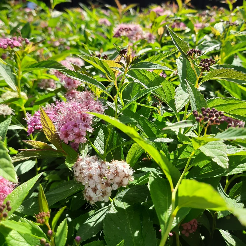 tawuła-spiraea-japonica-genpei-shirobana-5.jpg