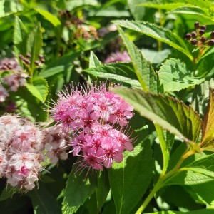 tawuła-spiraea-japonica-genpei-shirobana-4.jpg