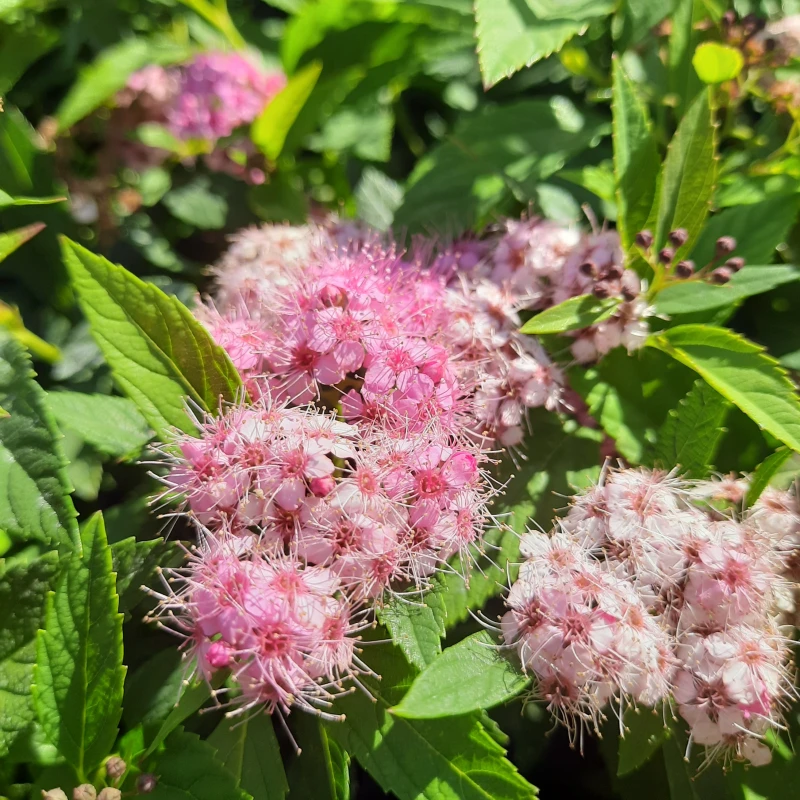 tawuła-spiraea-japonica-genpei-shirobana-3.jpg