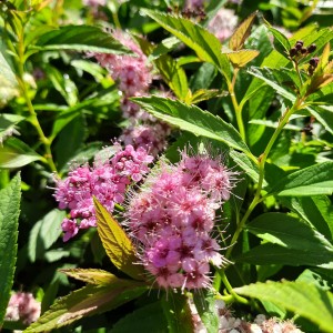 tawuła-spiraea-japonica-genpei-shirobana-2.jpg