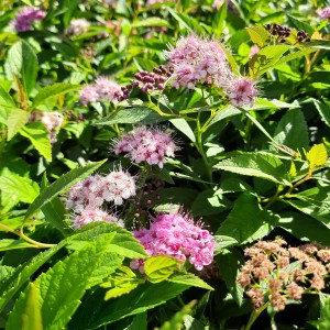 tawuła-spiraea-japonica-genpei-shirobana-1.jpg