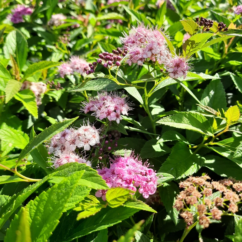 tawuła-spiraea-japonica-genpei-shirobana-1.jpg