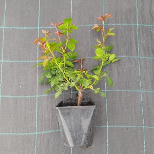 RÓŻA-ROSA-CRITERION-12.jpg